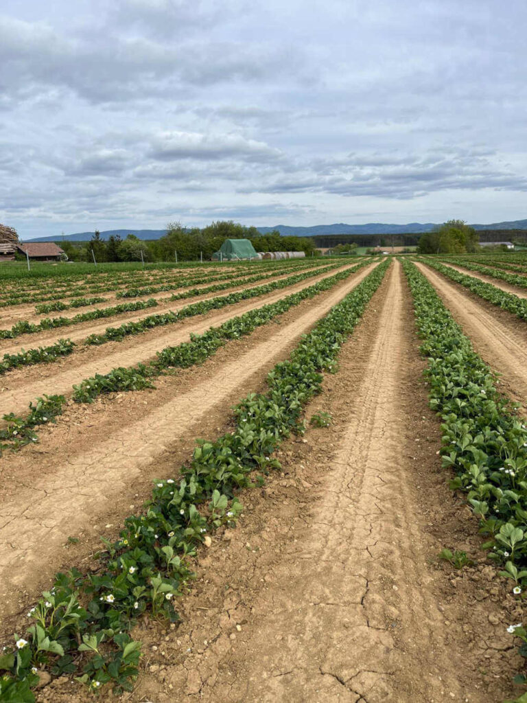 Erdbeerfeld